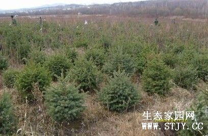 С磺