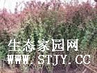 .ҶС.ҶŮ..̵ذ.