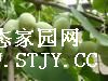 重庆银杏，樱花，枣树，石榴，柿子