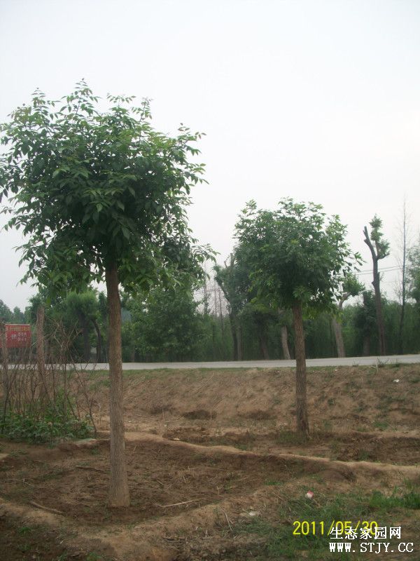 供应大规格旱柳垂柳竹柳白蜡景观河道绿化树种
