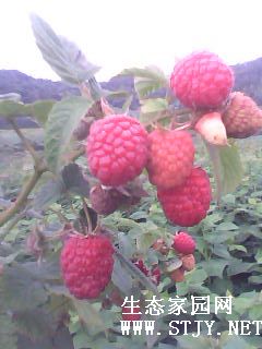 Ӧݮ硢ݮ硢ݮ硢ݮ硢
