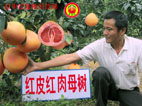 平和县红中红蜜柚