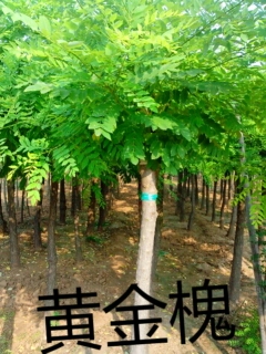 ´ͼƬ