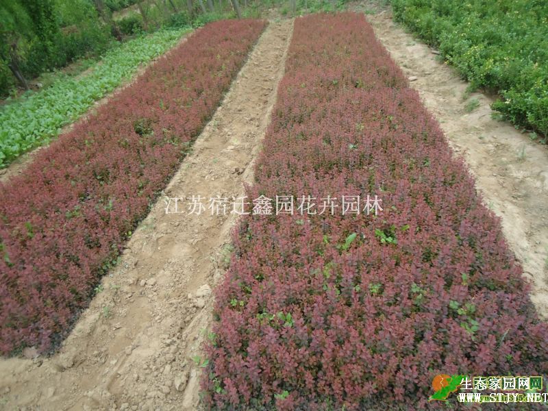 红叶小檗床苗