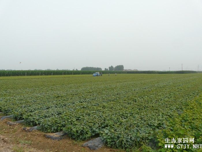 河北卢龙志成葡萄苗基地常年出售各品种葡萄苗