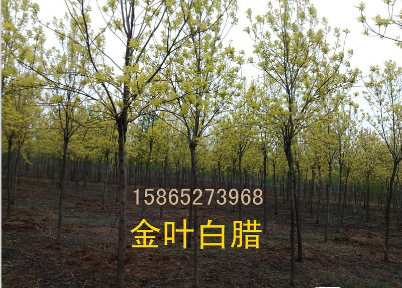 济南专业供柳树