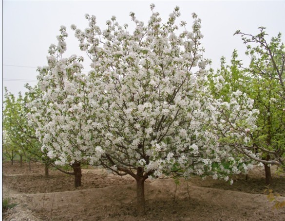 八棱海棠树