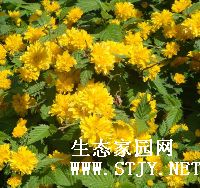 ҶС