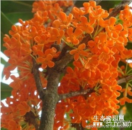 ֳǸ̻硢