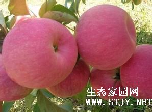 ɽ츻ʿƻƻӦ