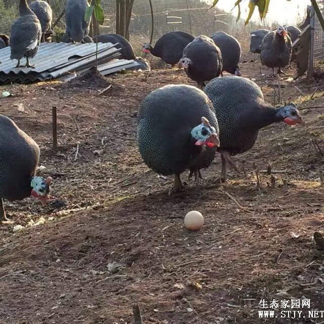 鼦۸