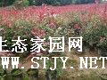 ϾҶʯ۸
